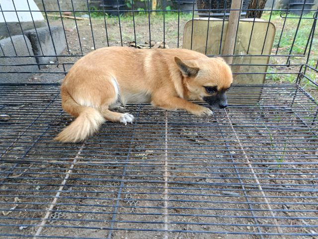 ชิวาวา (Chihuahua) เล็ก ชิวาวา คัดบ้านเข้มข้น