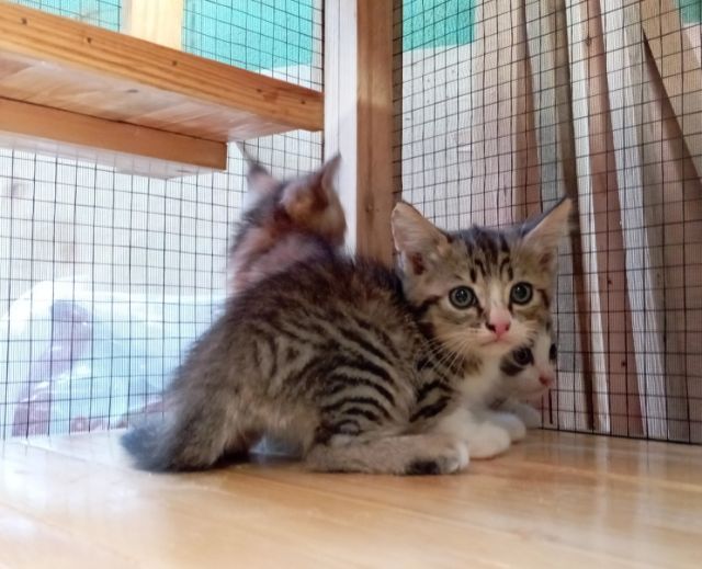 ลูกแมวสก็อตติชหูตั้ง