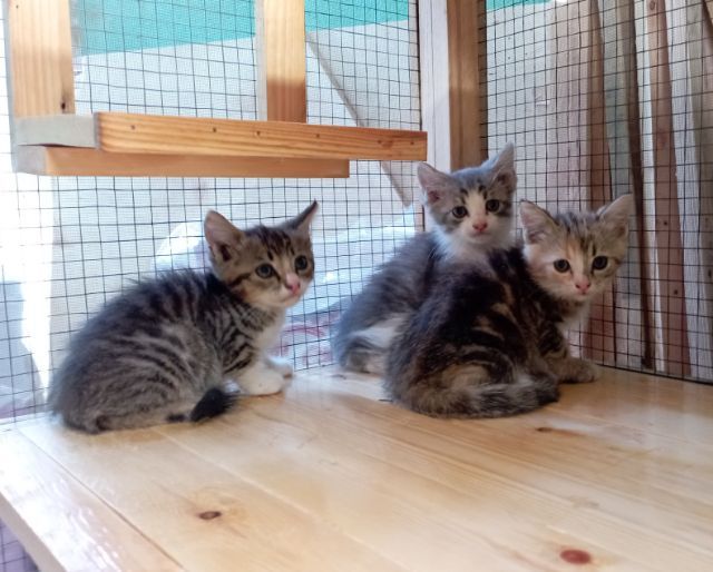 ลูกแมวสก็อตติชหูตั้ง รูปที่ 10