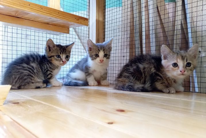 ลูกแมวสก็อตติชหูตั้ง รูปที่ 4