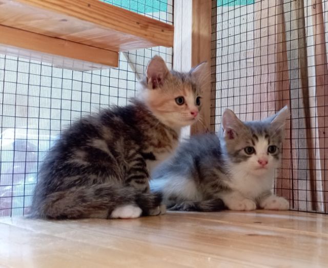 ลูกแมวสก็อตติชหูตั้ง รูปที่ 7