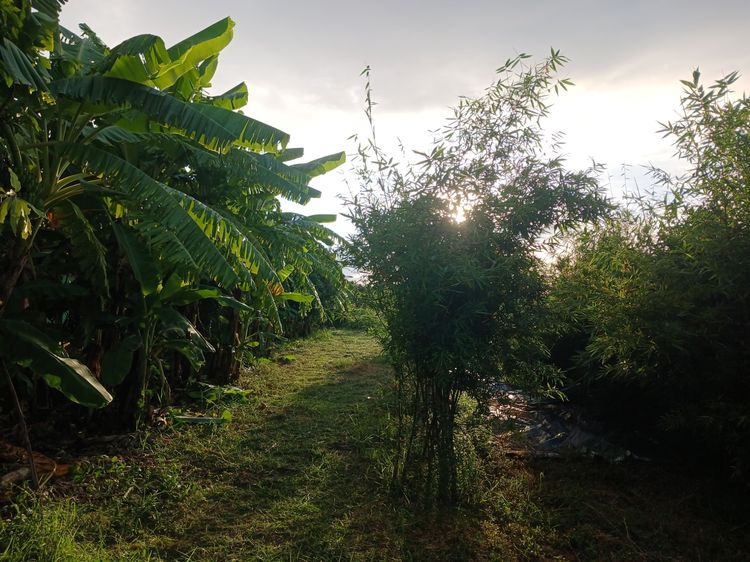 ขายที่ดินบ่อปลา 7 ไร่ ราคา 4.49 ล้านบาท ดอนตูม นครปฐม โทร 0892507682 รูปที่ 2