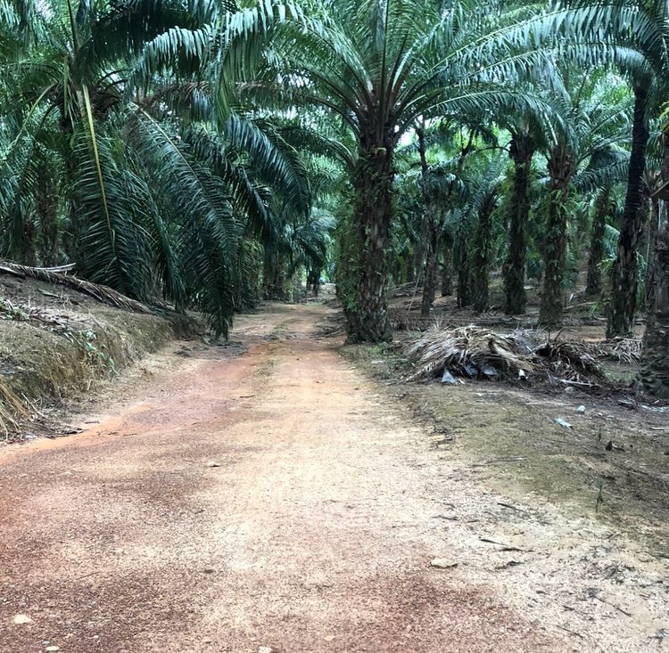 ขายที่ดินสวนปาล์ม 70 ไร่ อ.เมืองชุมพร เข้าได้ทางสาธารณะ 80 ม. จากถนนเพชรเกษม (ปาล์ม 30 ปี ผลผลิตสูง) รูปที่ 3