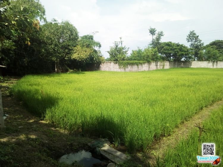 (10-3-36ไร่)ที่นาราคาถูก บรรยากาศดี เงียบสงบ ติดกุลพันธ์วิลล์9 ใกล้กาดฝรั่ง ตรว.ละ 6,000บ. รูปที่ 3