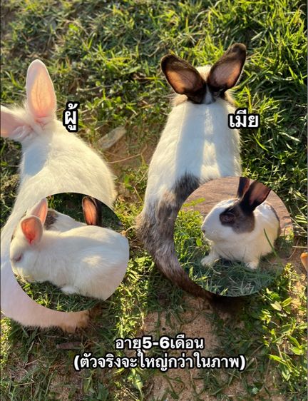 กระต่าย