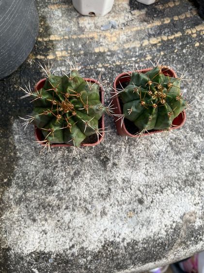 แคคตัสกระบองเพชร รูปที่ 2