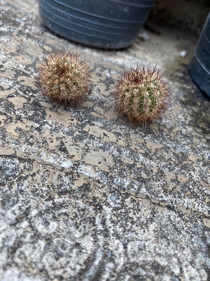 แคคตัสกระบองเพชร รูปที่ 4