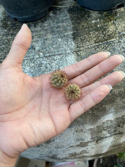 แคคตัสกระบองเพชร รูปที่ 5