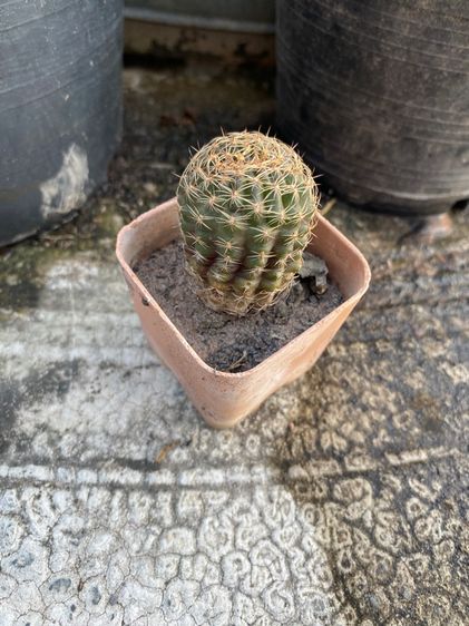 แคคตัสกระบองเ รูปที่ 5