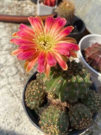 แคคตัสกระบองเ