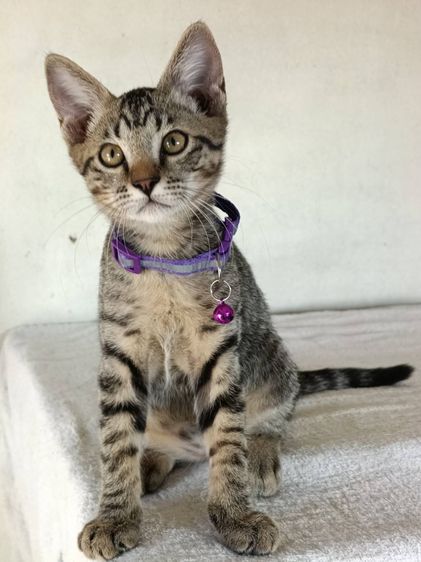 เด็กชาย สก็อตติช ซน กินเก่ง แข็งแรง แบ่งเลี้ยง รูปที่ 5