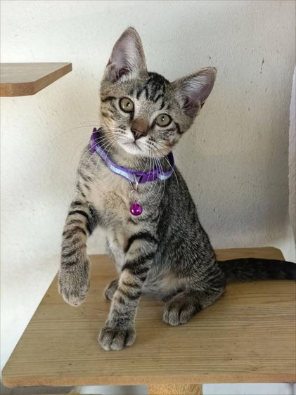 เด็กชาย สก็อตติช ซน กินเก่ง แข็งแรง แบ่งเลี้ยง รูปที่ 3