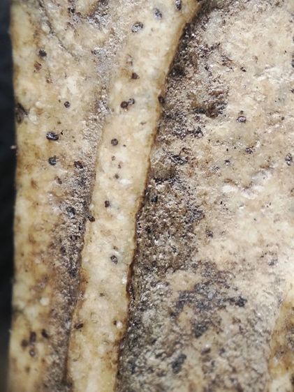 พระสมเด็จเนื้อสวยๆครับ รูปที่ 6