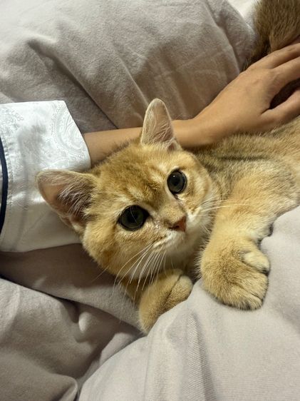 แมวบริติช