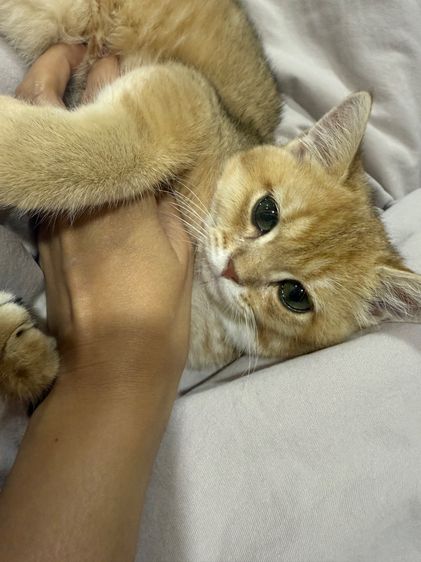 แมวบริติช รูปที่ 2