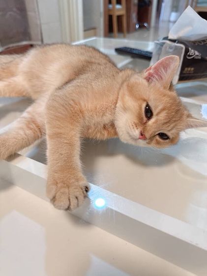 แมวบริติช รูปที่ 5