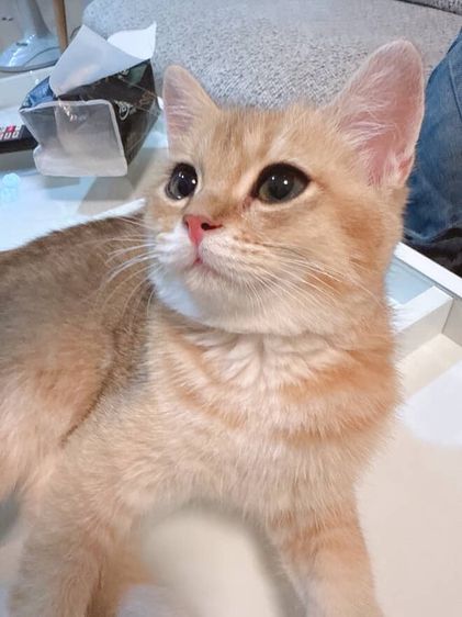 แมวบริติช รูปที่ 3