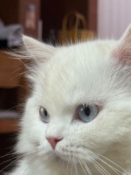 แมวเปอร์เซีย รูปที่ 2