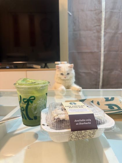 แมวเปอร์เซีย รูปที่ 6