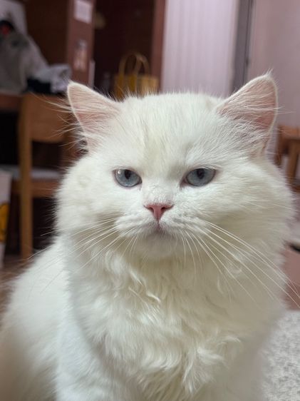 แมวเปอร์เซีย รูปที่ 3