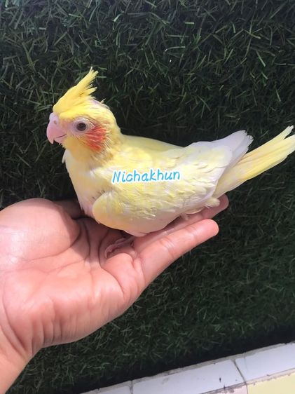 คอกคาเทล นกโต