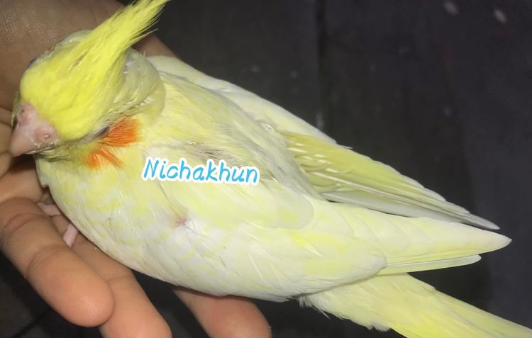 นกโต รูปที่ 5