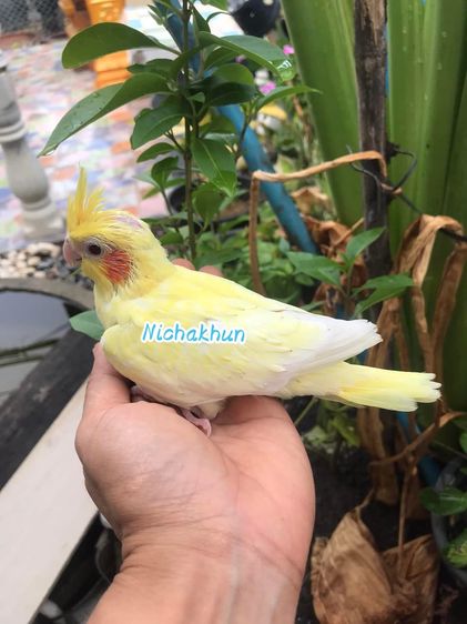 นกโต รูปที่ 4