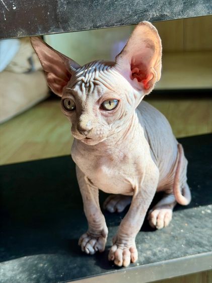 สฟิงซ์ (Sphynx) สฟิงซ์ เพศผู้ 