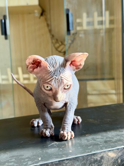 สฟิงซ์ เพศผู้  รูปที่ 2