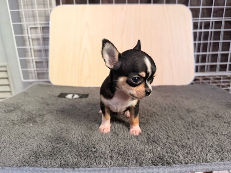 ชิวาว่า รูปที่ 2