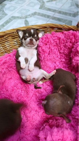 ลูกชิวาวาขนสั้น รูปที่ 4