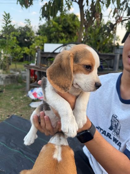 ลูกบีเกิ้ล รูปที่ 2