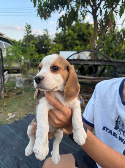 ลูกบีเกิ้ล รูปที่ 5