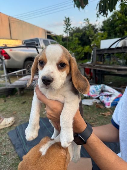 บีเกิล (Beagle) กลาง ลูกบีเกิ้ล