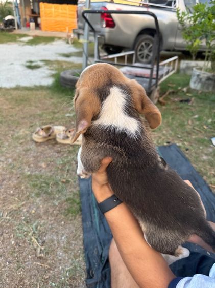 ลูกบีเกิ้ล รูปที่ 6