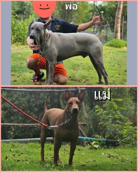 ลูกสุนัขไทยหลังอานแท้ เพศเมีย สายเลือดดี รูปที่ 2