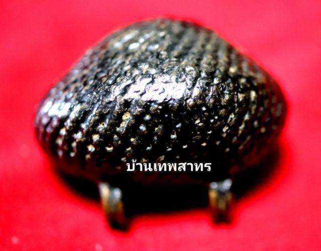 เบี้ยแก้หลวงปู่เพิ่ม รูปที่ 3