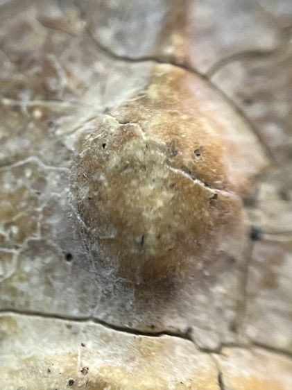 สมเด็จพิมพ์ใหญ่ รูปที่ 10