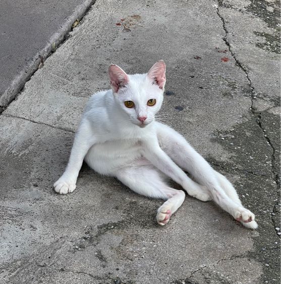 ขาวมณี (Khao Manee) ขาวมณีเพศเมีย