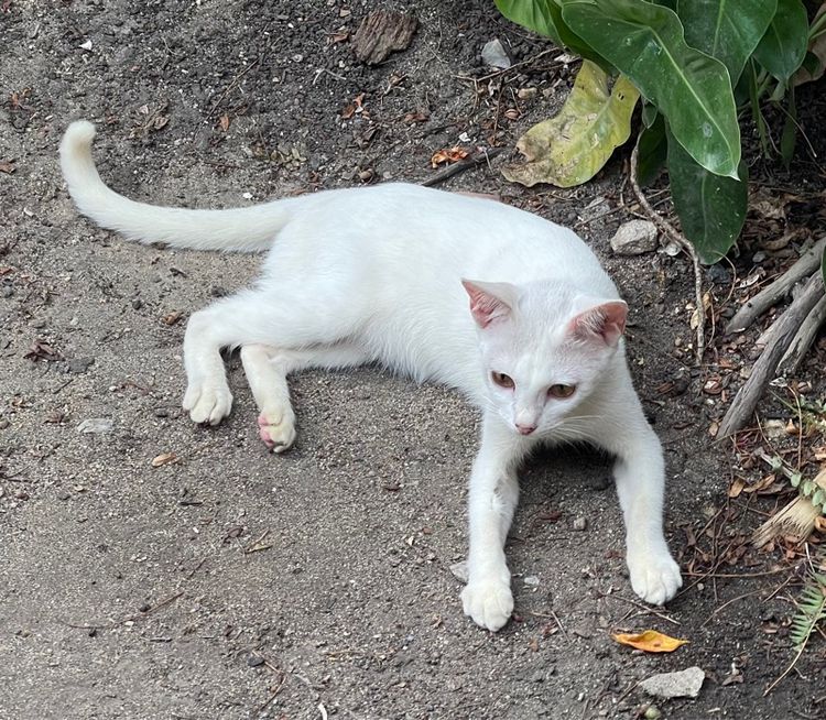 ขาวมณีเพศเมีย รูปที่ 4