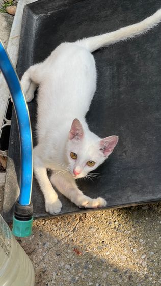 ขาวมณีเพศเมีย รูปที่ 3