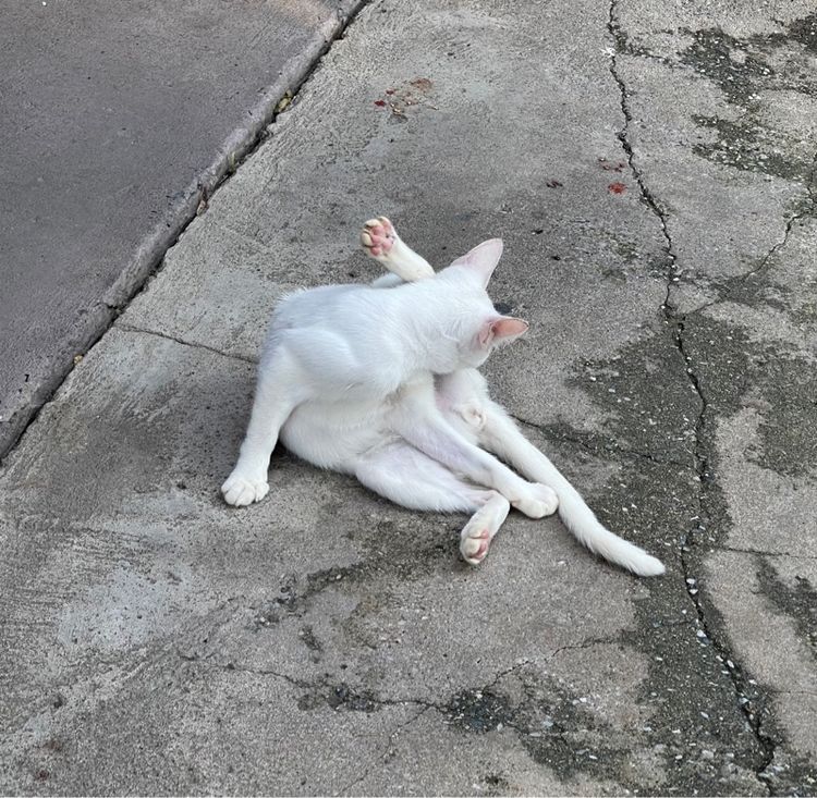 ขาวมณีเพศเมีย รูปที่ 5
