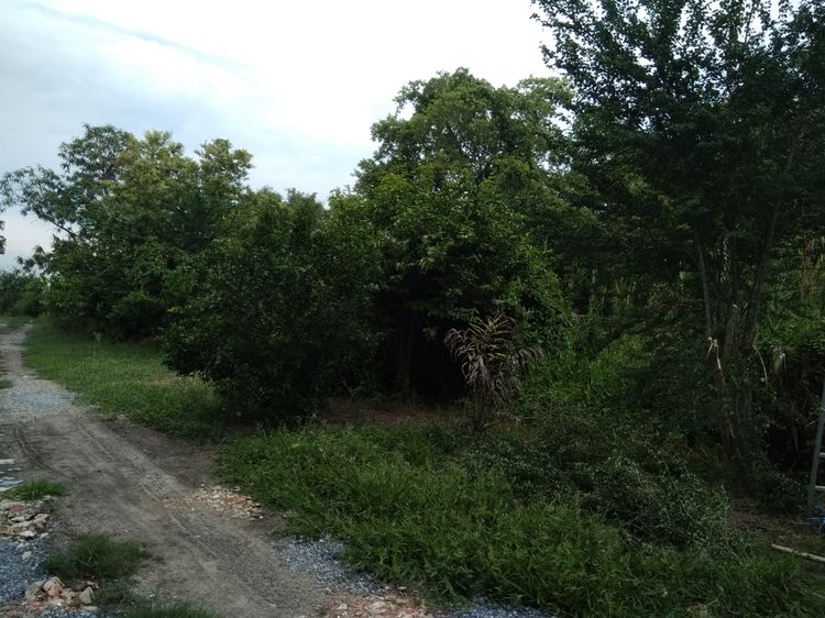 ขายที่ดินเปล่า ซ.หมู่บ้านเคหะการเกษตร31(บางใหญ่) รูปที่ 3