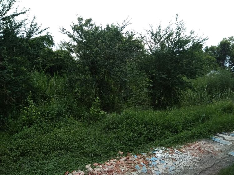 ขายที่ดินเปล่า ซ.หมู่บ้านเคหะการเกษตร31(บางใหญ่) รูปที่ 2