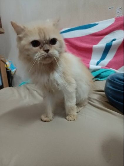 แมวเปอร์เซีย แท้ ‼️