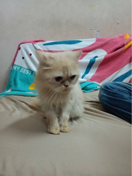 แมวเปอร์เซีย แท้ ‼️ รูปที่ 3