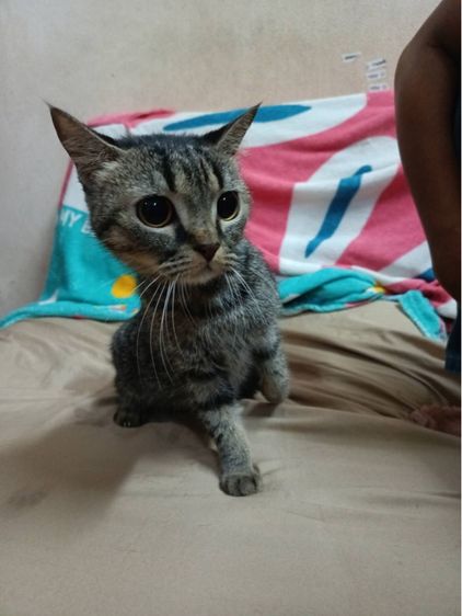 แมว อเมริกัน ช็อตแฮร์ น้องเป็นเพศเมีย รูปที่ 2