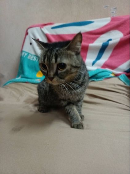 อเมริกัน ชอร์ตแฮร์ (American Shorthair) แมว อเมริกัน ช็อตแฮร์ น้องเป็นเพศเมีย