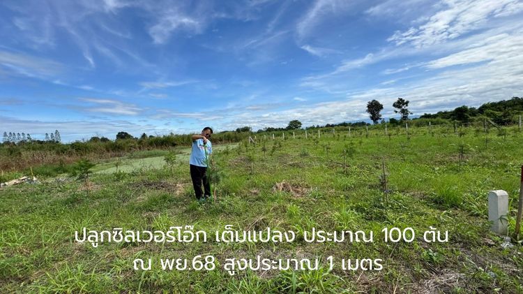 ที่ดินสายลงทุน ได้ทั้งที่ดิน + สินทรัพย์ต้นไม้จริง ต้นซิลเวอร์โอ๊กเต็มแปลง รูปที่ 2