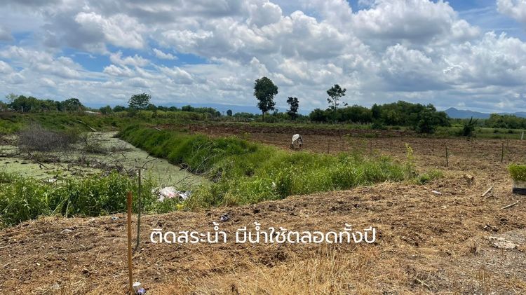 ที่ดินสายลงทุน ได้ทั้งที่ดิน + สินทรัพย์ต้นไม้จริง ต้นซิลเวอร์โอ๊กเต็มแปลง รูปที่ 4